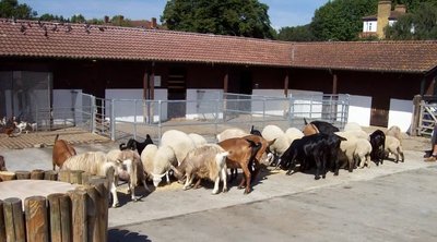 서리 부두 농장(서리 독스 팜)